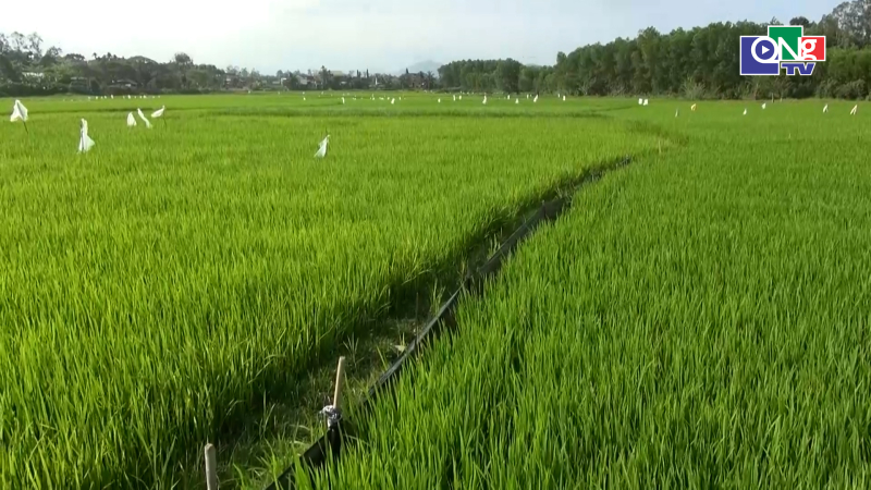 Chủ động ph&ograve;ng trừ sinh vật g&acirc;y hại tr&ecirc;n c&acirc;y l&uacute;a