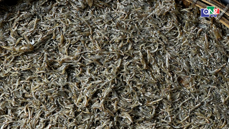 C&aacute; th&agrave;i bai v&agrave;o m&ugrave;a, gi&aacute; cao vẫn h&uacute;t h&agrave;ng