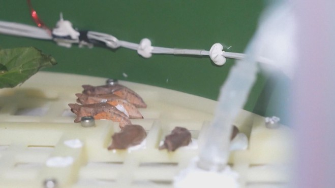 Bướm &ldquo;lột k&eacute;n&rdquo; th&agrave;nh c&ocirc;ng ngo&agrave;i vũ trụ