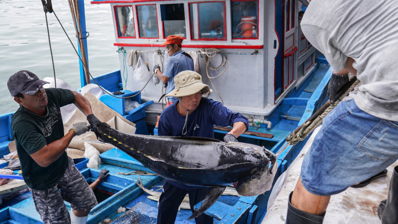 Ngư d&acirc;n Kh&aacute;nh H&ograve;a rộn r&agrave;ng khai th&aacute;c hải sản sau Tết