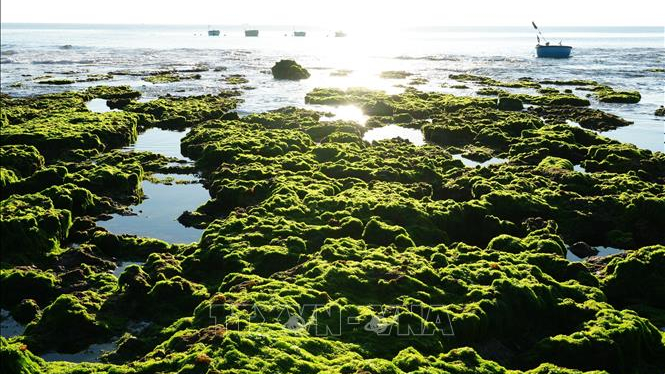 Rải nghiệm vẻ đẹp c&aacute;nh đồng rong biển ở Kh&aacute;nh Ho&agrave;