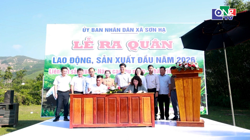 Th&iacute; điểm m&ocirc; h&igrave;nh trồng dứa theo hướng h&agrave;ng h&oacute;a tại x&atilde; Sơn Hạ