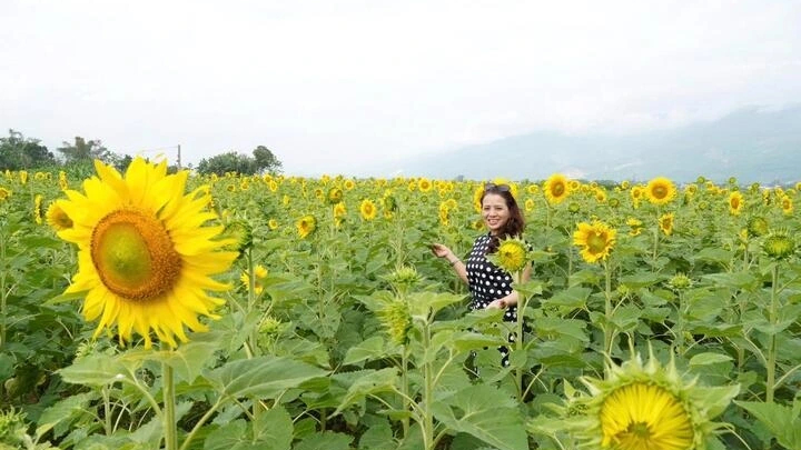 C&aacute;nh đồng hoa hướng dương ở Đ&agrave; Nẵng thu h&uacute;t du kh&aacute;ch
