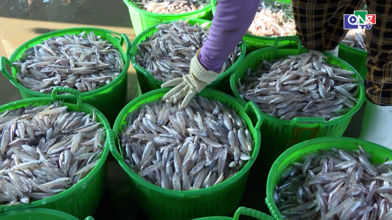 Ngư d&acirc;n Quảng Ng&atilde;i được m&ugrave;a c&aacute; cơm