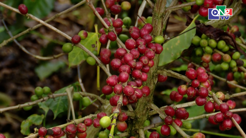 Gi&aacute; c&agrave; ph&ecirc; giảm