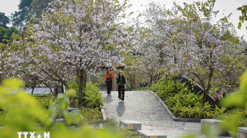 Sắc hoa ban rực rỡ m&ugrave;a xu&acirc;n Điện Bi&ecirc;n