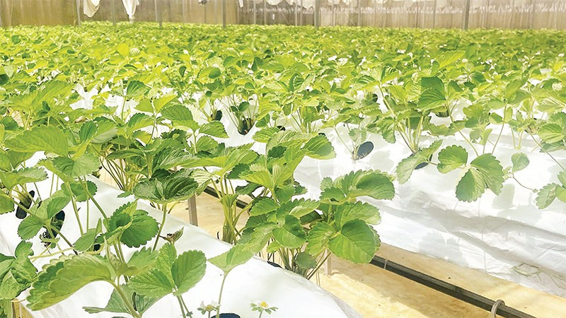 Đẩy mạnh n&ocirc;ng nghiệp c&ocirc;ng nghệ cao 