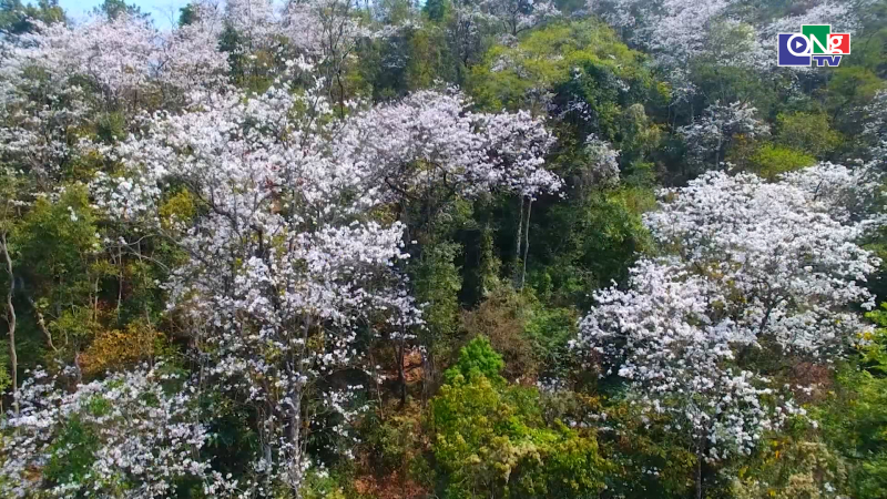 Điện Bi&ecirc;n rực rỡ m&ugrave;a hoa ban