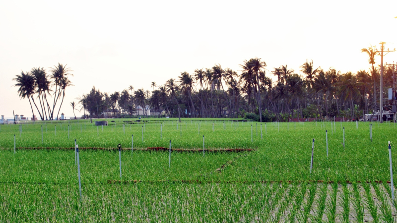 Gi&aacute; tỏi L&yacute; Sơn giảm, n&ocirc;ng d&acirc;n gặp kh&oacute;