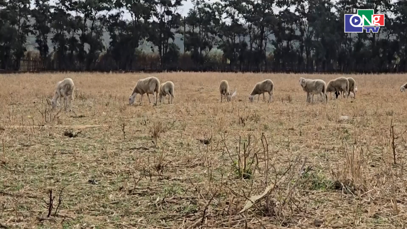 Algeria dẫn đầu về mức độ bền vững của hệ thống lương thực