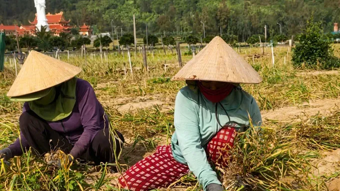Gi&aacute; tỏi tươi L&yacute; Sơn chỉ 35 ng&agrave;n đồng/kg 