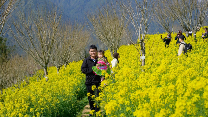 Hoa cải v&agrave;ng tr&ecirc;n đỉnh Fansipan thu h&uacute;t du kh&aacute;ch