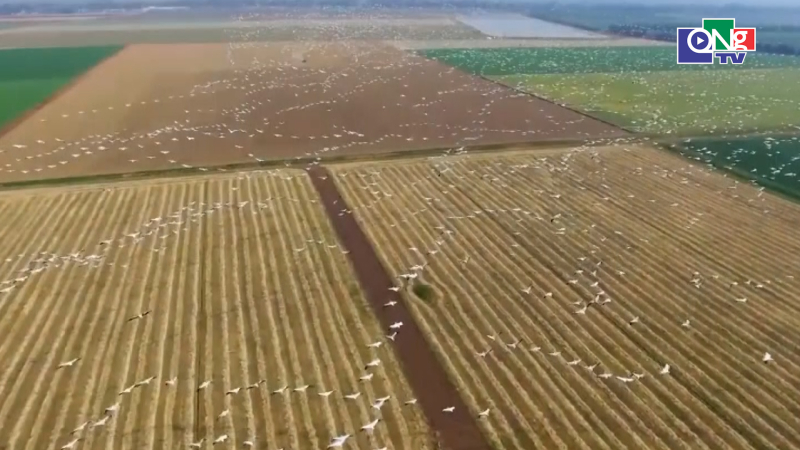 H&agrave;ng triệu con chim vẫn đến l&agrave;m tổ tại Israel bất chấp chiến tranh 