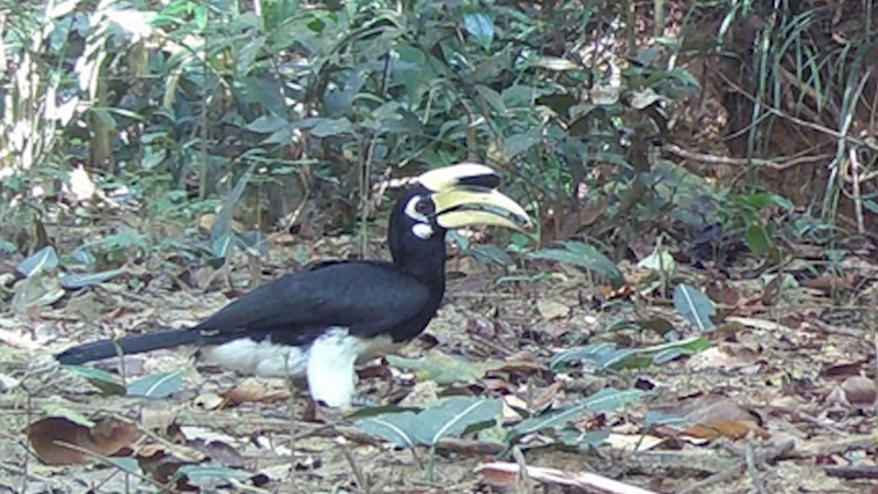 Quảng Ng&atilde;i ph&aacute;t hiện 2 lo&agrave;i động vật qu&yacute; hiếm mới