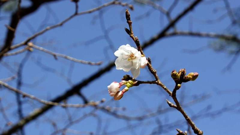 M&ugrave;a hoa anh đ&agrave;o ch&iacute;nh thức bắt đầu tại Nhật Bản