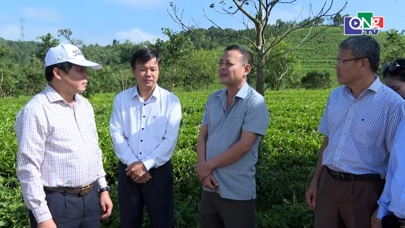 Mở rộng diện t&iacute;ch trồng ch&egrave; v&agrave; c&agrave; ph&ecirc; ở Kon Pl&ocirc;ng