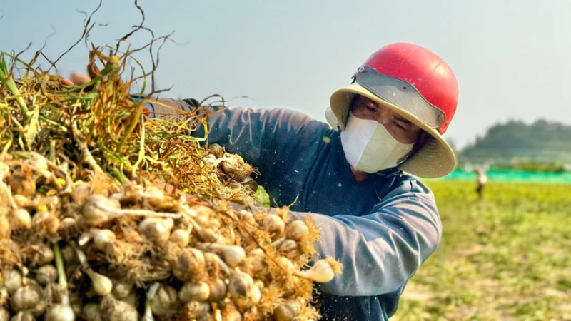  T&igrave;m kiếm thị trường đầu ra cho tỏi L&yacute; sơn