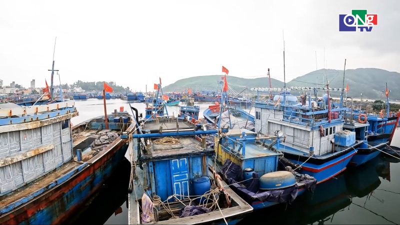 Quảng Ng&atilde;i tập trung cao độ cho c&ocirc;ng t&aacute;c chống khai th&aacute;c IUU