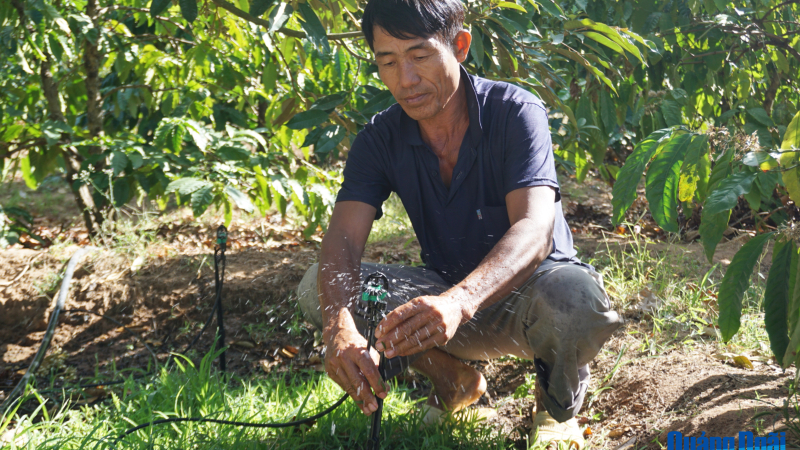 Quảng Ng&atilde;i c&oacute; 30 ngh&igrave;n h&eacute;c ta c&acirc;y trồng ứng dụng c&ocirc;ng nghệ cao 