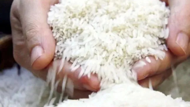 9 giống gạo thơm được ph&eacute;p xuất khẩu sang EU 