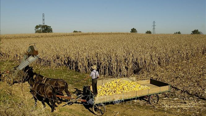 N&ocirc;ng d&acirc;n Mỹ chịu &aacute;p lực gi&aacute; ph&acirc;n b&oacute;n do chiến sự 