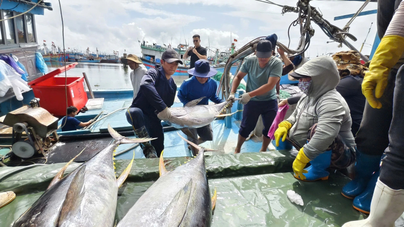 Ngư d&acirc;n Quảng Ng&atilde;i tr&uacute;ng đậm c&aacute; ngừ đại dương