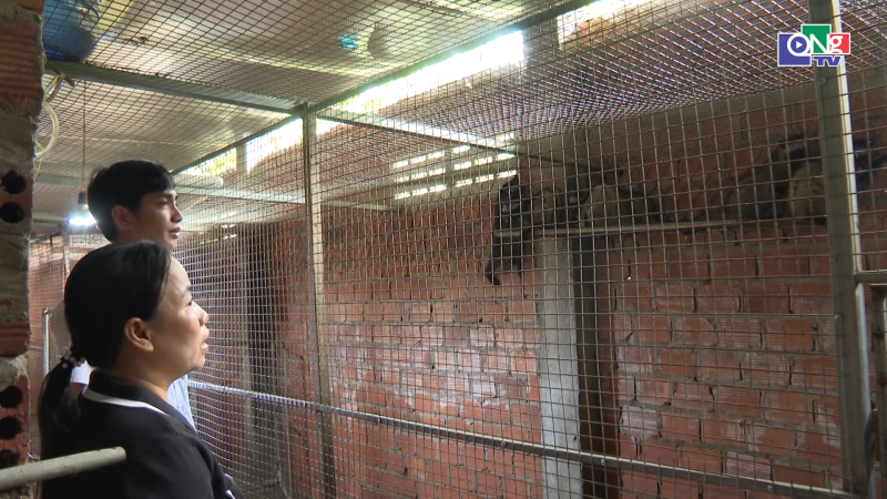 Đa dạng sinh kế từ vật nu&ocirc;i mới ở miền n&uacute;i Quảng Ng&atilde;i