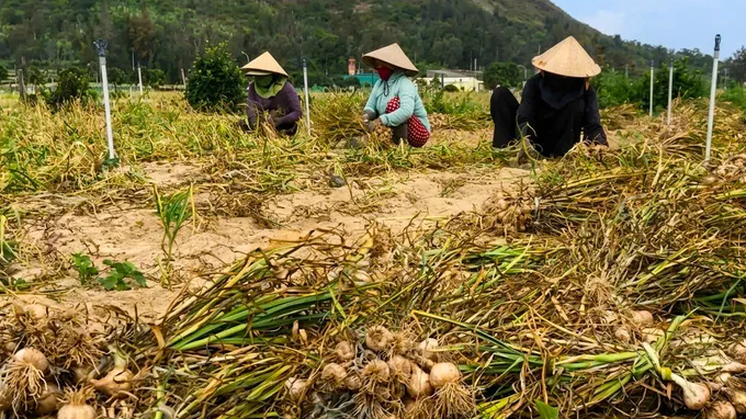 Gi&aacute; tỏi L&yacute; Sơn giảm s&acirc;u, n&ocirc;ng d&acirc;n gặp kh&oacute;