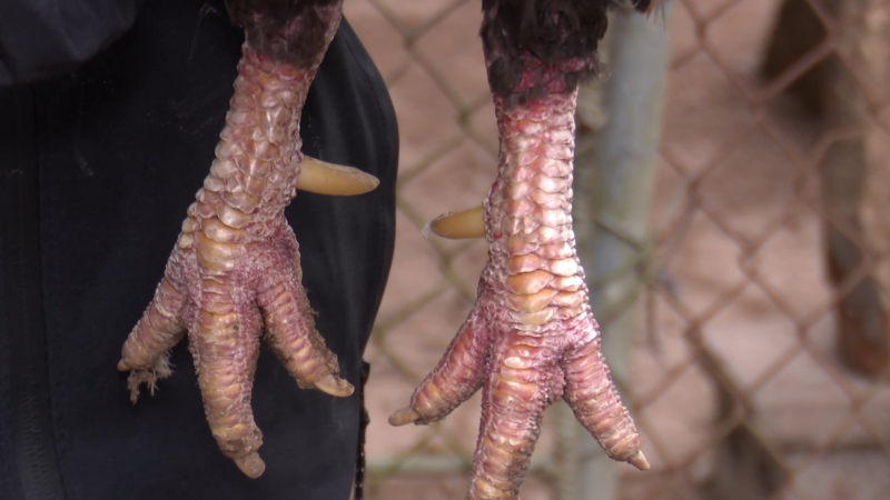 Bảo tồn v&agrave; ph&aacute;t triển giống g&agrave; c&oacute; trong S&aacute;ch đỏ