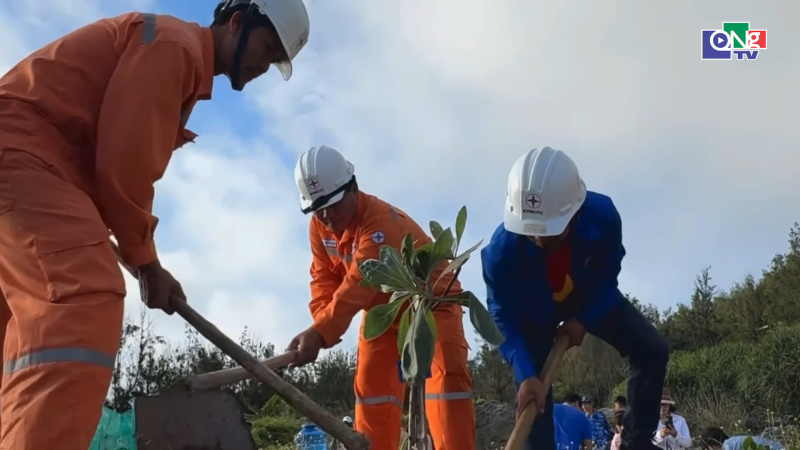 Tạo mảng xanh cho đảo L&yacute; Sơn