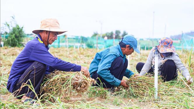 Hỗ trợ người d&acirc;n t&igrave;m lối ra khi tỏi rớt gi&aacute;