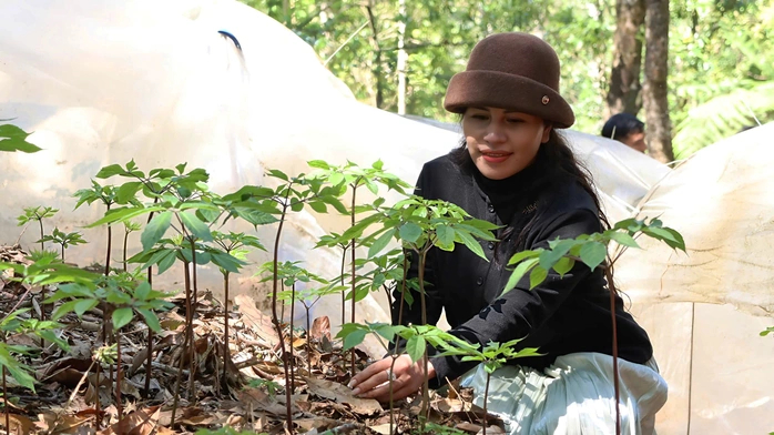 M&ugrave;a s&acirc;m Ngọc Linh &ldquo;thức giấc&rdquo;