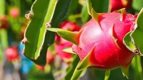 Thanh long xuất khẩu sang EU: kiểm so&aacute;t 30%, kh&ocirc;ng phải 50% như đồn đo&aacute;n