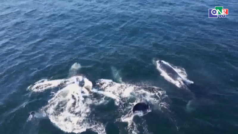 Ph&aacute;t hiện c&aacute; voi nh&agrave; t&aacute;ng biết "đỡ đẻ" cho đồng loại