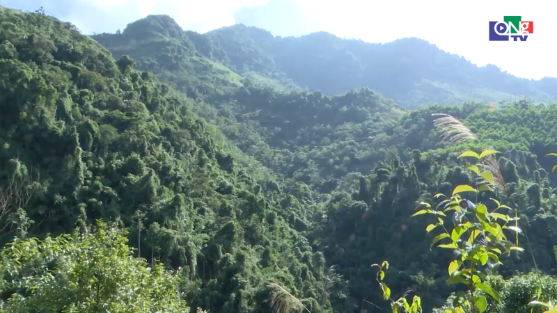 Việt Nam nhận 1.900 tỉ đồng từ Quỹ Kh&iacute; hậu xanh cho rừng