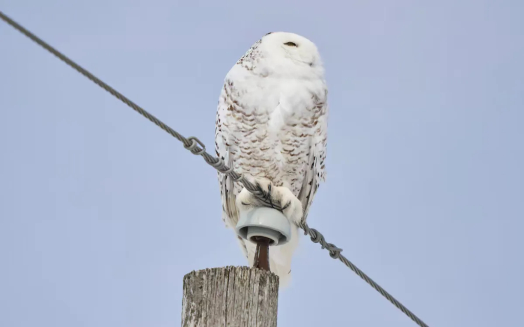 Cú tuyết - biểu tượng của vùng Bắc Cực. Ảnh: AFP