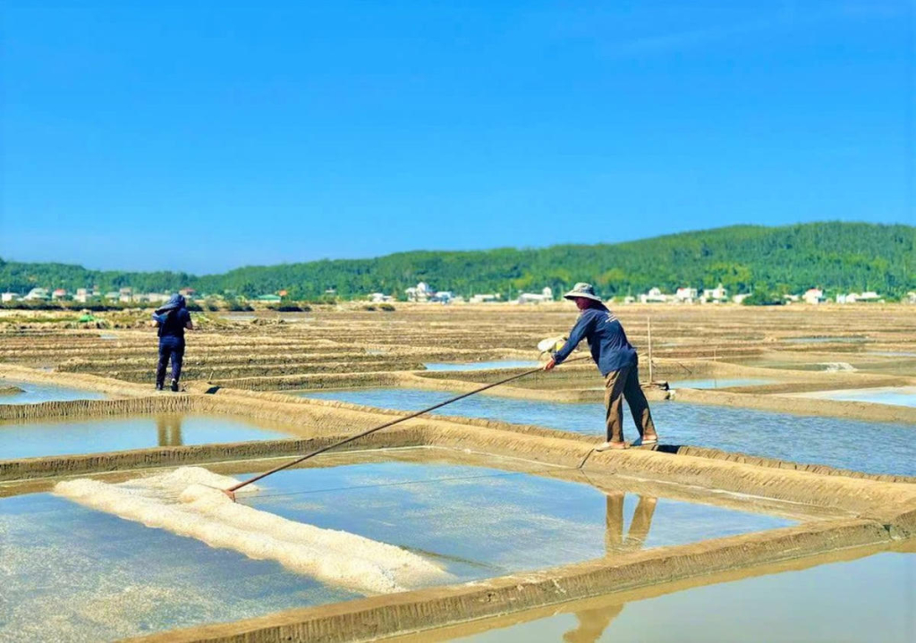 Diêm dân Sa Huỳnh thu hoạch muối. Ảnh: Chí Đại