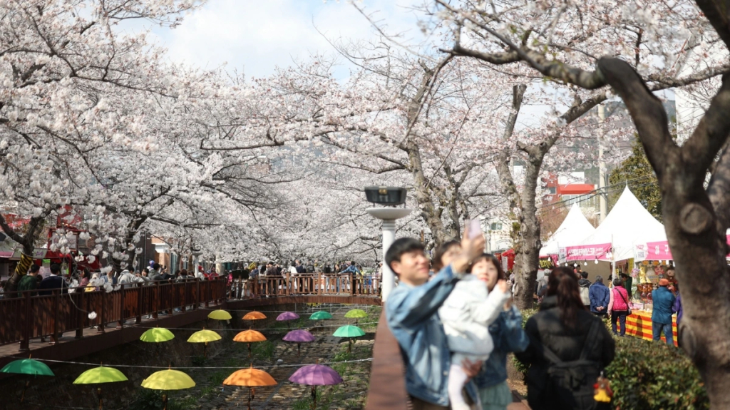 Du khách ngắm hoa anh đào nở rộ tại Jinhae, thành phố Changwon, Hàn Quốc. Ảnh: Yonhap