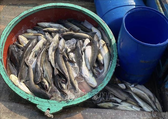 Các hộ nuôi thu gom cá bớp chết. Ảnh: TTXVN