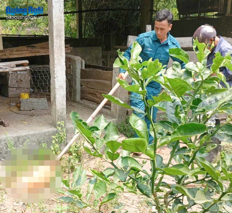 Lực lượng ở cơ sở xử lý chó nghi bị bệnh dại. Ảnh: ĐVCC