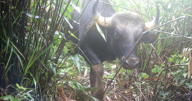 Bò tót – loài động vật được ưu tiên bảo vệ – đang sinh sống khỏe mạnh tại VQG Chư Mom Ray.