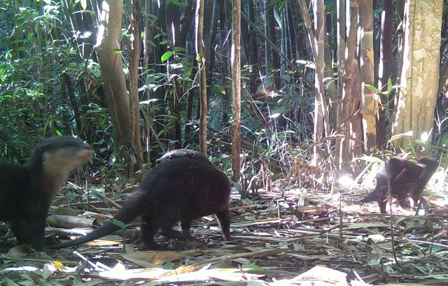 Máy chụp ảnh tự động vừa ghi nhận rái cá xuất hiện và sinh sống khỏe mạnh tại VQG Chư Mom Ray.