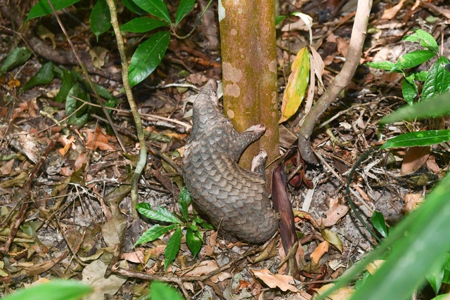 Tê tê, loài động vật quý hiếm thuộc nhóm nghiêm cấm săn bắt, đang có mặt tại VQG Chư Mom Ray.