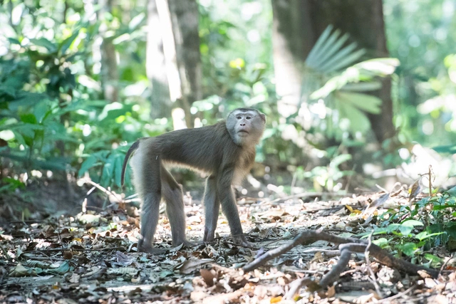 Một số loài linh trưởng sinh sống khỏe mạnh và được bảo vệ nghiêm ngặt tại VQG Chư Mom Ray.