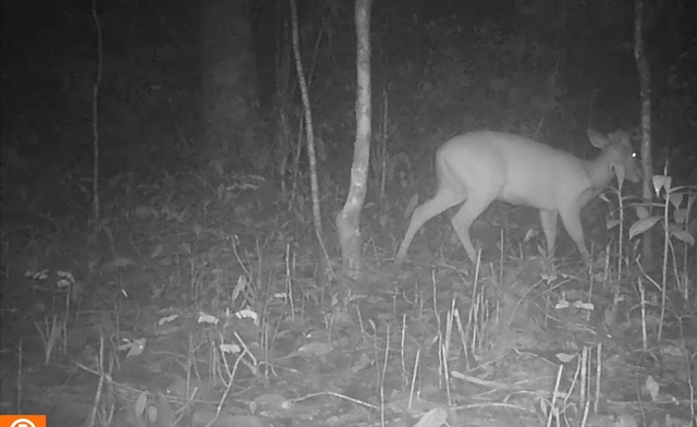 Mang Trường Sơn được máy ảnh tự động ghi nhận xuất hiện khỏe mạnh vào ban đêm tại VQG Chư Mom Ray.