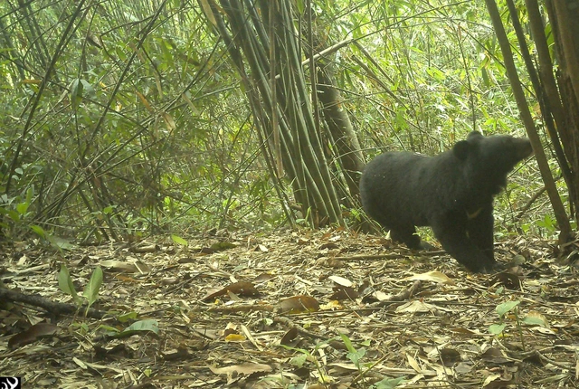 Gấu ngựa xuất hiện tại VQG Chư Mom Ray trong trạng thái khỏe mạnh, béo tốt.