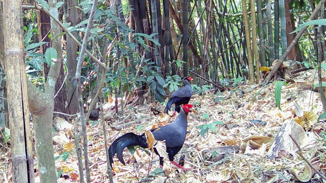 Gà lôi hồng tía xuất hiện tại VQG Chư Mom Ray và hiện loài động vật này được bảo vệ, nghiêm cấm săn bắt.