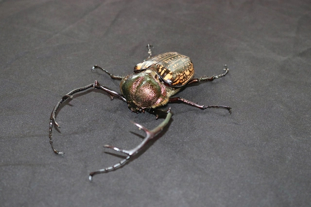 Cua bay – loài động vật nguy cấp – xuất hiện khỏe mạnh tại VQG Chư Mom Ray.