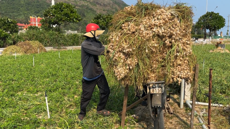 Nhộn nhịp m&ugrave;a thu hoạch tỏi L&yacute; Sơn