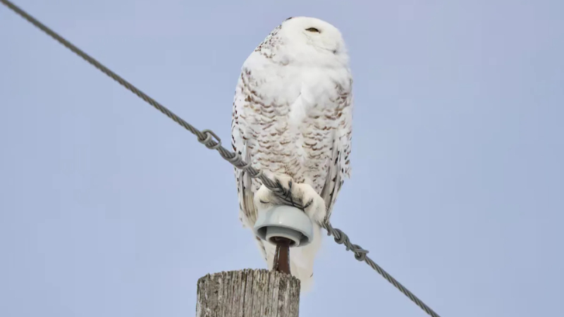 Li&ecirc;n hợp quốc bổ sung 40 lo&agrave;i động vật di cư v&agrave;o danh s&aacute;ch bảo vệ 